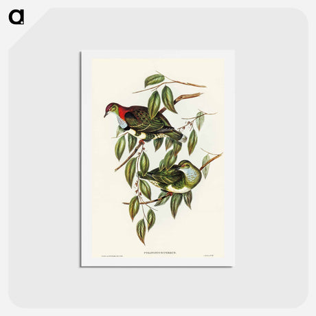 アートポストカード-Superb Fruit Pigeon
 - オーストラリアの鳥 Postcard.