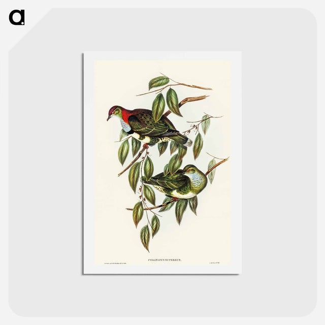 アートポストカード-Superb Fruit Pigeon
 - オーストラリアの鳥 Postcard.