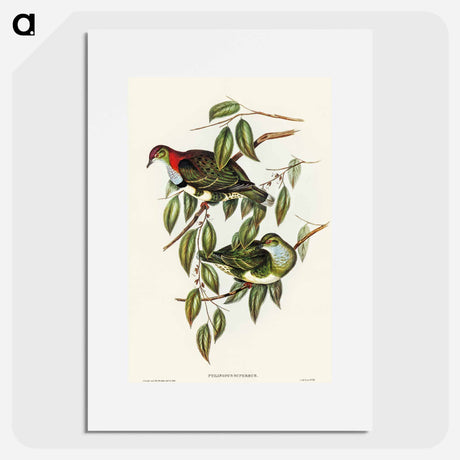 アートポスター-Superb Fruit Pigeon
 - オーストラリアの鳥 Poster.