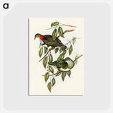 アートポストカード-Superb Fruit Pigeon
 - オーストラリアの鳥 Postcard.
