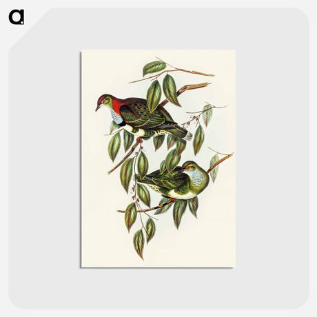 アートポストカード-Superb Fruit Pigeon
 - オーストラリアの鳥 Postcard.
