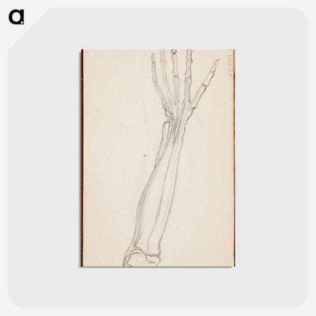 アートポストカード-(unknown) part of a sketchbook - アルバート エーデルフェルト Postcard.
