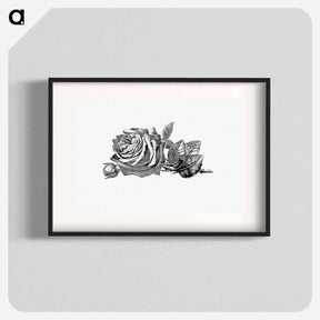 アートポスター-Rose Engraving
 - 大英図書館 Poster.