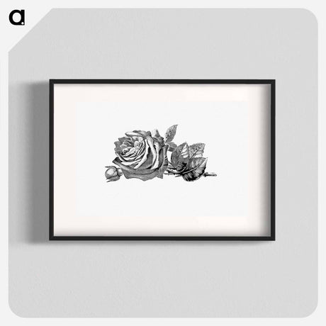 アートポスター-Rose Engraving
 - 大英図書館 Poster.