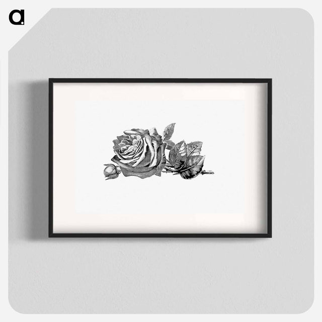 アートポスター-Rose Engraving
 - 大英図書館 Poster.