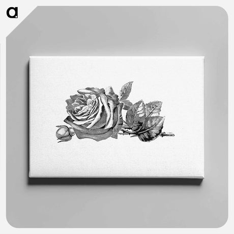 アートパネル-Rose Engraving
 - 大英図書館 Canvas.