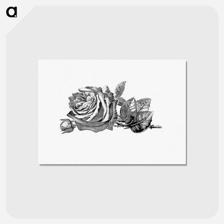 アートポストカード-Rose Engraving
 - 大英図書館 Postcard.