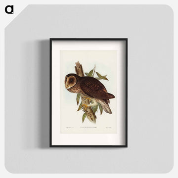 Sooty Owl
 - ジョン グールド Poster.