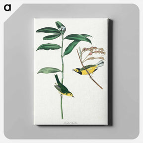 アートパネル-Hooded Warbler
 - ジョン ジェームス オーデュボン Canvas.