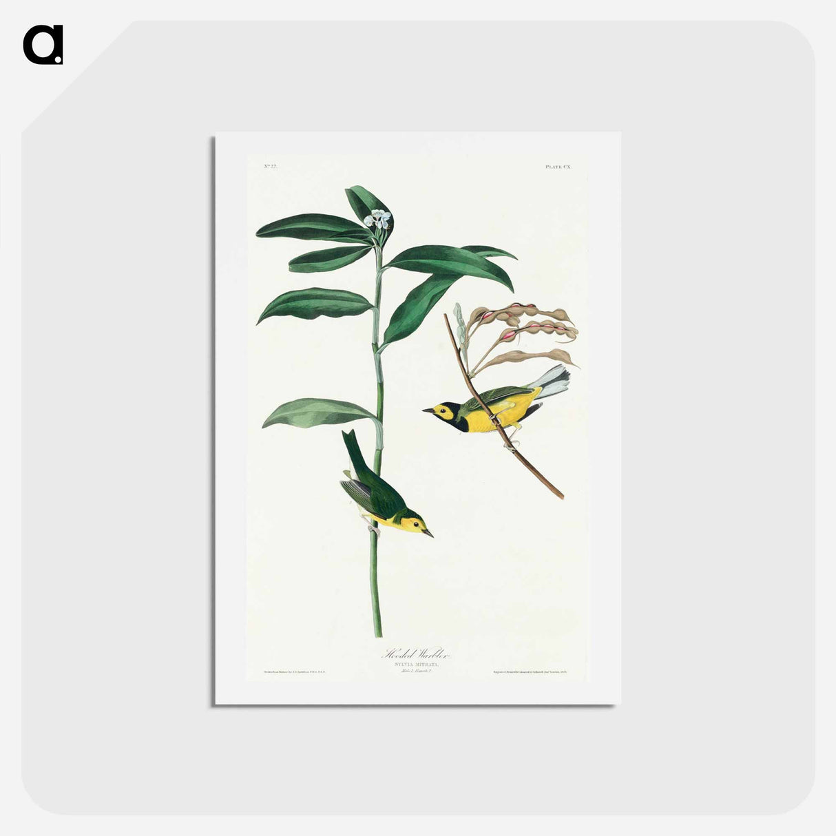 Hooded Warbler
 - ジョン ジェームス オーデュボン Postcard.