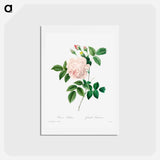 アートポストカード-White rose - ピエール ジョゼフ ルドゥーテ Postcard.