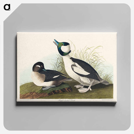 アートパネル-Buffel-headed Duck
 - アメリカの鳥たち Canvas.