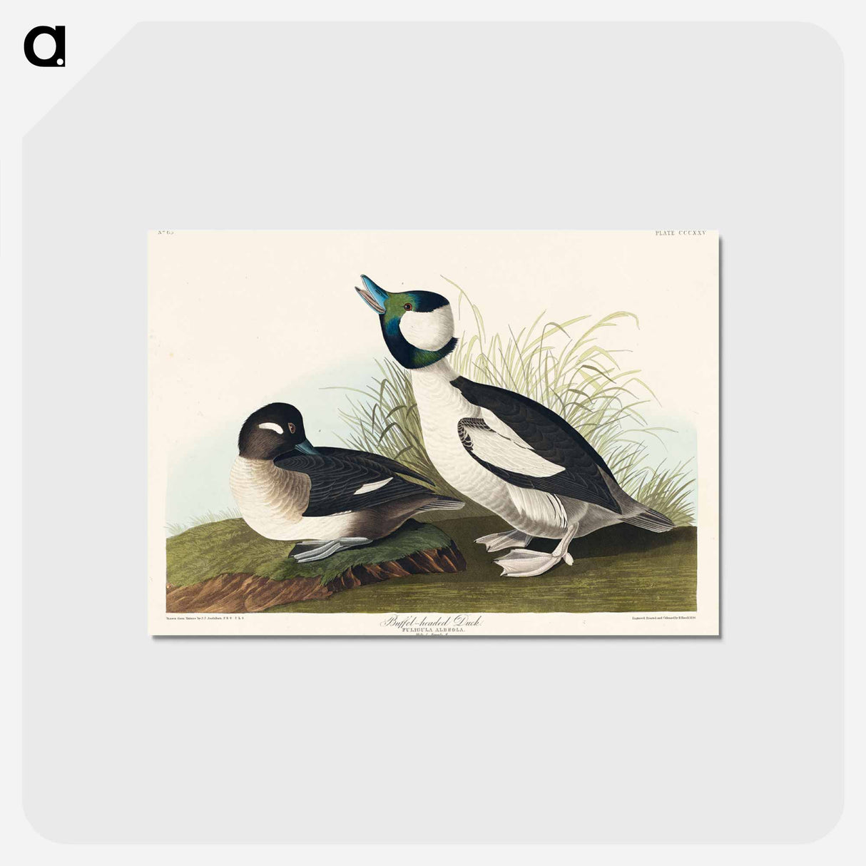 アートポストカード-Buffel-headed Duck
 - アメリカの鳥たち Postcard.