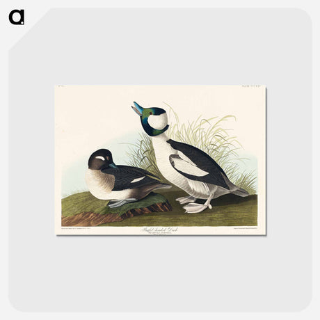 アートポストカード-Buffel-headed Duck
 - アメリカの鳥たち Postcard.