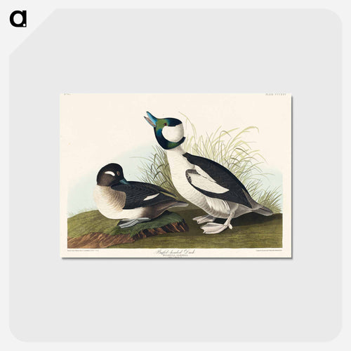 Buffel-headed Duck
 - アメリカの鳥たち Postcard.