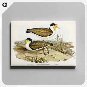 アートパネル-Wattle Pewit
 - オーストラリアの鳥 Canvas.