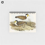 アートメモ帳-Wattle Pewit
 - オーストラリアの鳥 Memo.