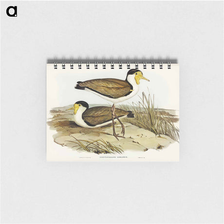 アートメモ帳-Wattle Pewit
 - オーストラリアの鳥 Memo.