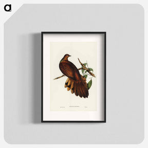 アートポスター-Pheasant-tailed Pigeon
 - ジョン グールド Poster.