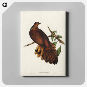 アートパネル-Pheasant-tailed Pigeon
 - ジョン グールド Canvas.