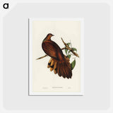 アートポストカード-Pheasant-tailed Pigeon
 - ジョン グールド Postcard.