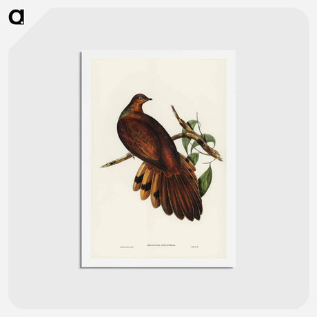 アートポストカード-Pheasant-tailed Pigeon
 - ジョン グールド Postcard.