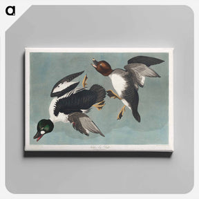 アートパネル-Golden-eye Duck
 - ジョン ジェームス オーデュボン Canvas.