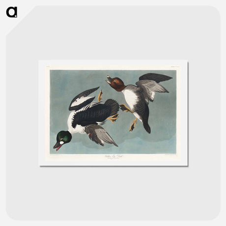 アートポストカード-Golden-eye Duck
 - ジョン ジェームス オーデュボン Postcard.