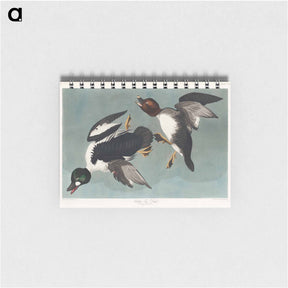 アートメモ帳-Golden-eye Duck
 - ジョン ジェームス オーデュボン Memo.