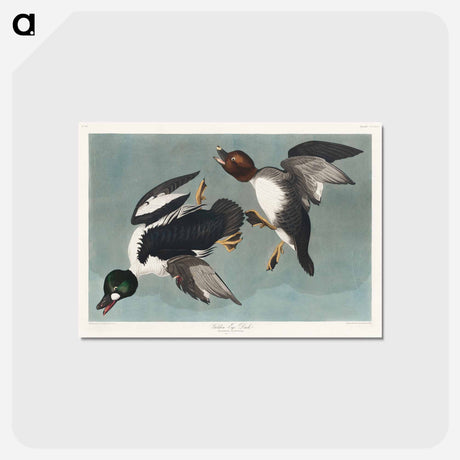 アートポストカード-Golden-eye Duck
 - ジョン ジェームス オーデュボン Postcard.