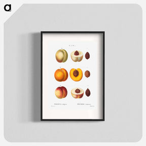 アートポスター-Peach (Persica vulgaris) - ピエール ジョゼフ ルドゥーテ Poster.