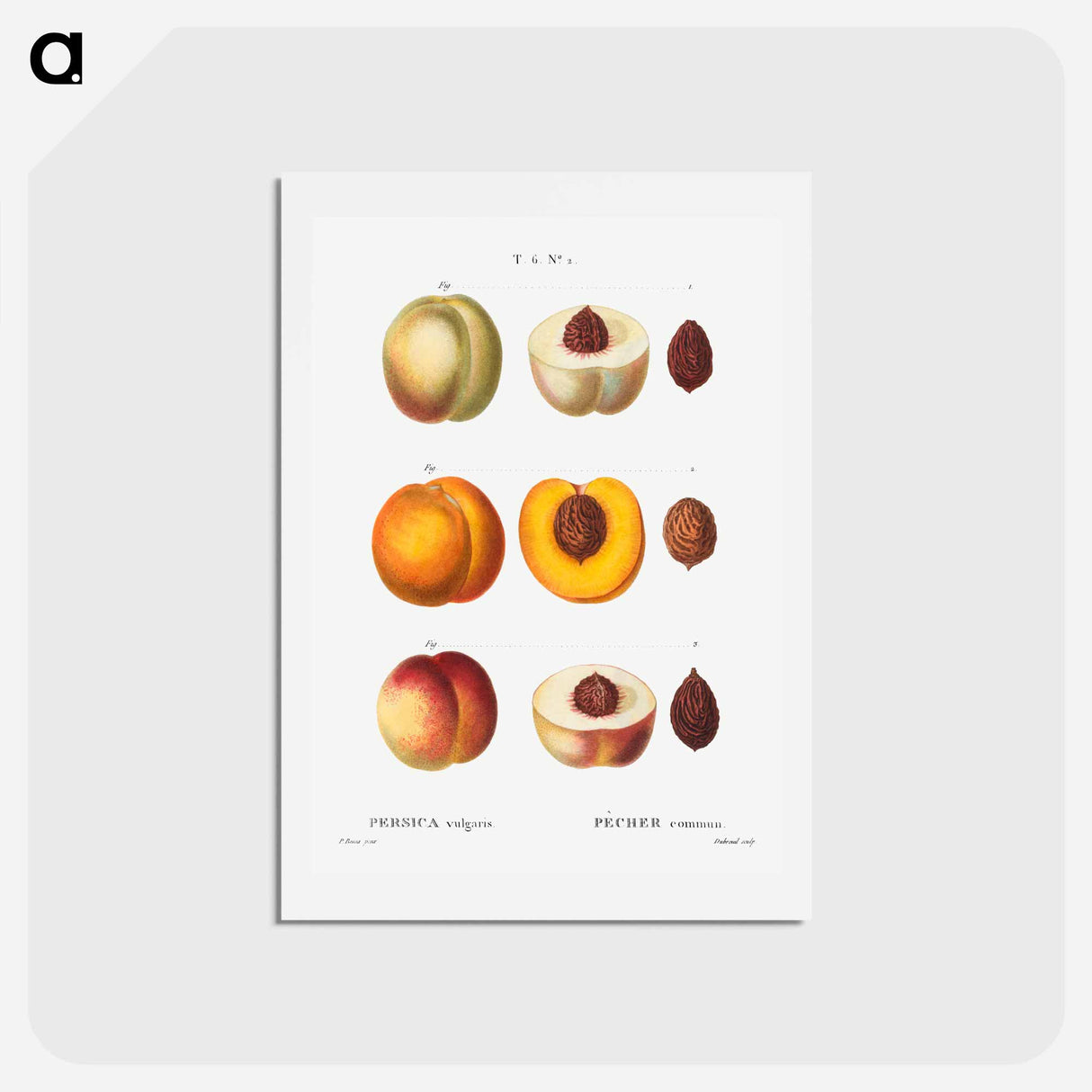 アートポストカード-Peach (Persica vulgaris) - ピエール ジョゼフ ルドゥーテ Postcard.