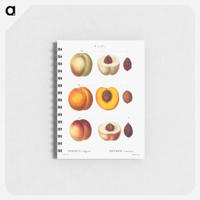 アートメモ帳-Peach (Persica vulgaris) - ピエール ジョゼフ ルドゥーテ Memo.