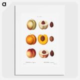 Peach (Persica vulgaris) - ピエール ジョゼフ ルドゥーテ Poster.