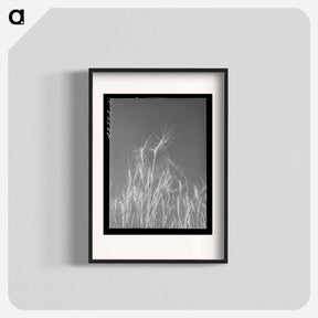 アートポスター-Ripe Wheat, Eureka Flats
 - ラッセル リー Poster.