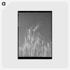 アートポストカード-Ripe Wheat, Eureka Flats
 - ラッセル リー Postcard.