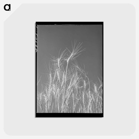 アートポストカード-Ripe Wheat, Eureka Flats
 - ラッセル リー Postcard.