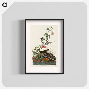 アートポスター-Golden-crowned Thrush from Birds of America
 - アメリカの鳥たち Poster.