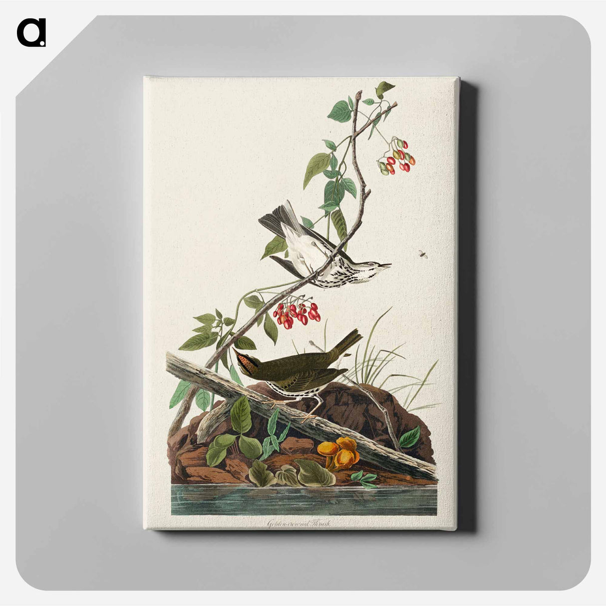 アートパネル-Golden-crowned Thrush from Birds of America
 - アメリカの鳥たち Canvas.