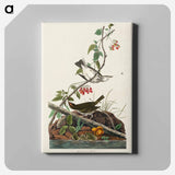 アートパネル-Golden-crowned Thrush from Birds of America
 - アメリカの鳥たち Canvas.