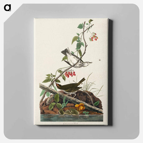 アートパネル-Golden-crowned Thrush from Birds of America
 - アメリカの鳥たち Canvas.