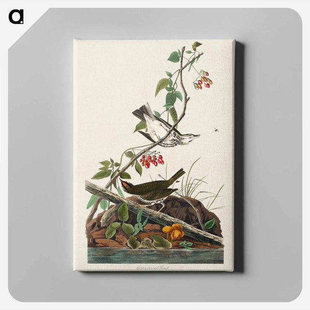 アートパネル-Golden-crowned Thrush from Birds of America
 - アメリカの鳥たち Canvas.
