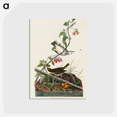 Golden-crowned Thrush from Birds of America
 - アメリカの鳥たち Postcard.