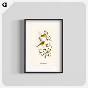 アートポスター-Yellow-tinted Honey-eater
 - オーストラリアの鳥 Poster.