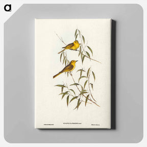 アートパネル-Yellow-tinted Honey-eater
 - オーストラリアの鳥 Canvas.