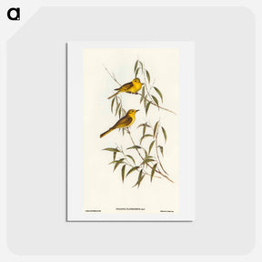 アートポストカード-Yellow-tinted Honey-eater
 - オーストラリアの鳥 Postcard.