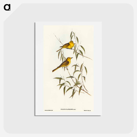 アートポストカード-Yellow-tinted Honey-eater
 - オーストラリアの鳥 Postcard.