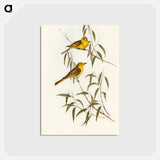 アートポストカード-Yellow-tinted Honey-eater
 - オーストラリアの鳥 Postcard.