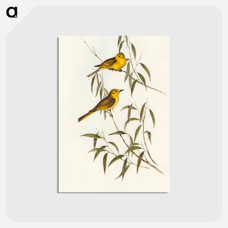 アートポストカード-Yellow-tinted Honey-eater
 - オーストラリアの鳥 Postcard.