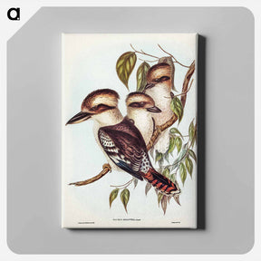 アートパネル-Great Brown Kingfisher
 - ジョン グールド Canvas.